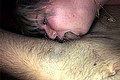 Chiavari Trans Maite De L'Enclos 329 83 37 093 foto selfie 52